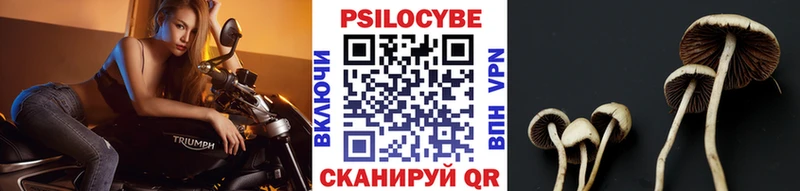 Купить где  Нефтегорск  Псилоцибиновые грибы GOLDEN TEACHER 